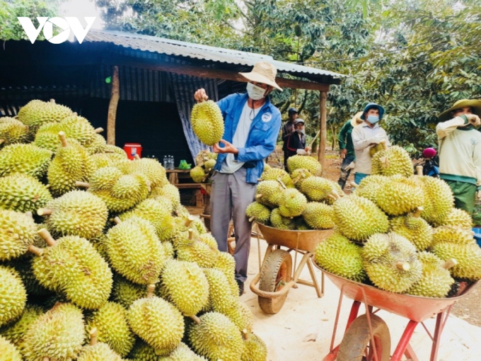 Sầu riêng Đắk Lắk vào mùa thu hái