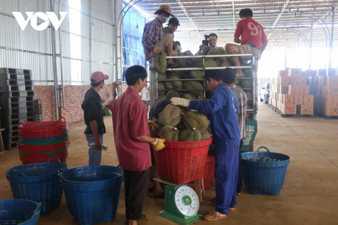 Doanh nghiệp thu mua sầu riêng ở huyện Krông Pắk đưa vào đóng gói để xuất khẩu