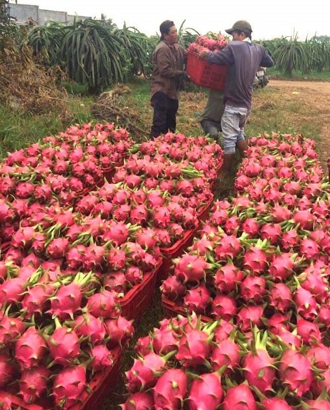 Nông dân khổ vì giá thu mua nông sản thấp Q.T