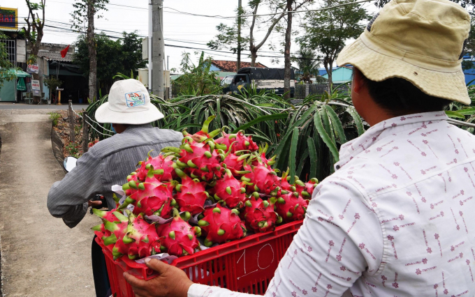 Thanh long của nông dân đang bị thu mua với giá rất thấp BẮC BÌNH
