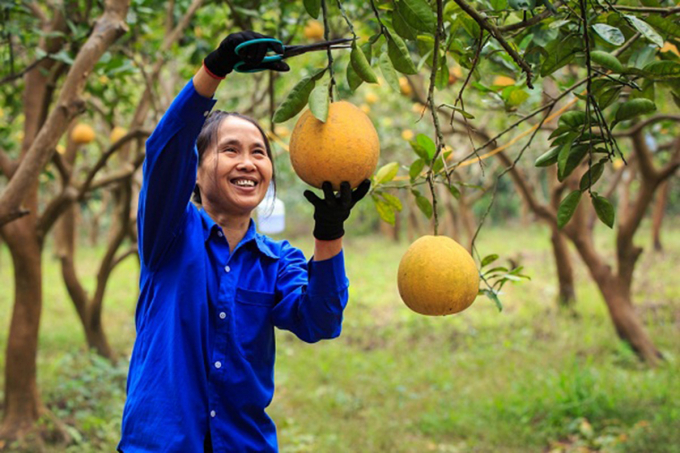 Mô hình HTX phát triển thế mạnh địa phương từ nông nghiệp giúp người dân nâng cao thu nhập, ổn định cuộc sống.