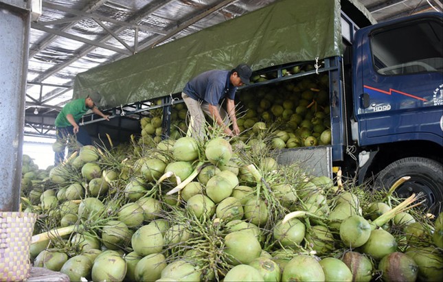 Nhiều DN xuất khẩu dừa tại Bến Tre vừa có đơn kiến nghị khẩn cấp nhằm hỗ trợ kết nối tiêu thụ các sản phẩm từ cây dừa