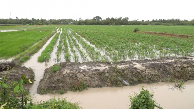 Dù được tích cực bơm tát, nhiều ruộng bắp ở Bạc Liêu vẫn bị ngập gần đến ngọn. Ảnh: Văn Sỹ