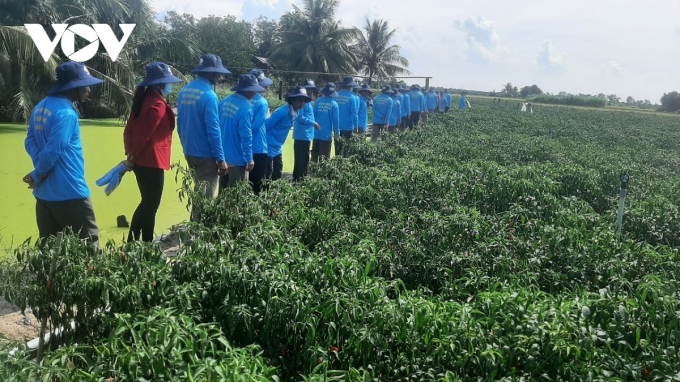 Đoàn nông dân tỉnh Trà Vinh đến tham quan học hỏi kỹ thuật trồng cây ớt tại huyện Gò Công Tiền Giang.