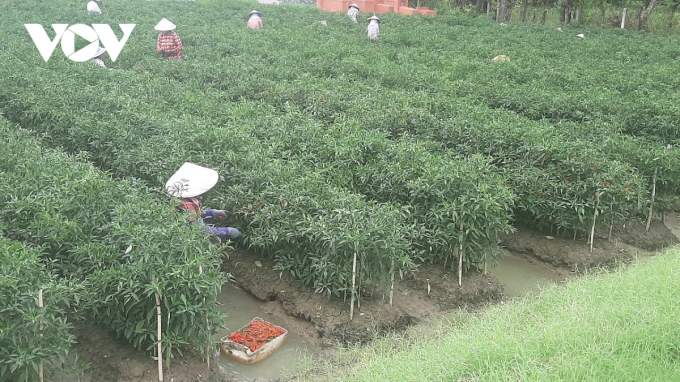 Nông dân xã Bình Ninh, huyện Chợ Gạo (Tiền Giang) thu hoạch ớt.