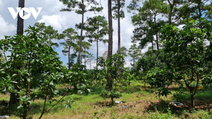 Rừng thông tiểu khu 438a Lộc Phú bị biến thành vườn rẫy
