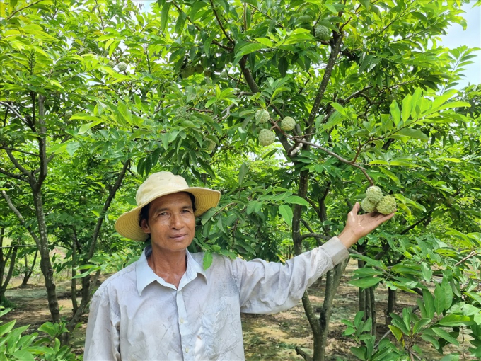 Nông dân Huỳnh Thol là một trong những người tiên phong trồng mãng cầu ta và thành công kỹ thuật cho trái mùa nghịch ở TX. Vĩnh Châu, Sóc Trăng. Ảnh: Văn Sỹ