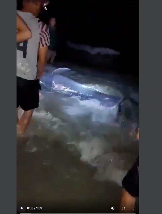 Người dân đưa cá voi trở lại biển CLIP