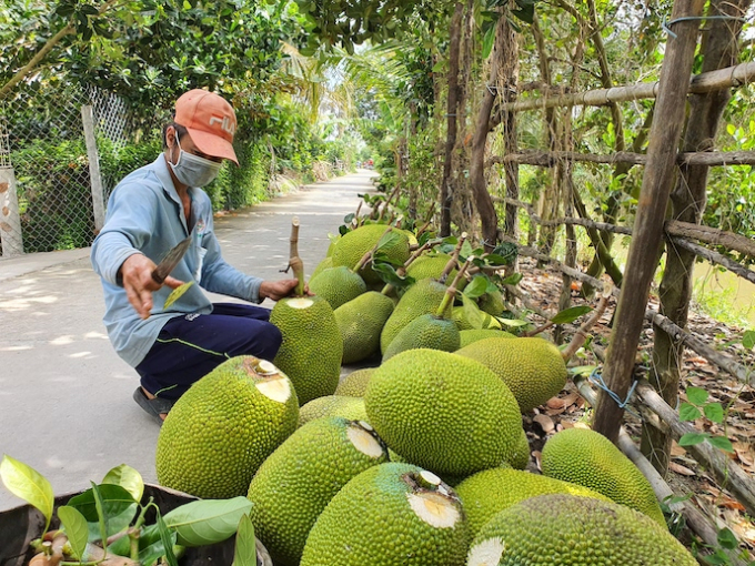 Mít tiếp tục thăng hạng trong bảng xếp hạng trái cây có kim ngạch xuất khẩu lớn nhất của Việt Nam. Ảnh: Trung Chánh