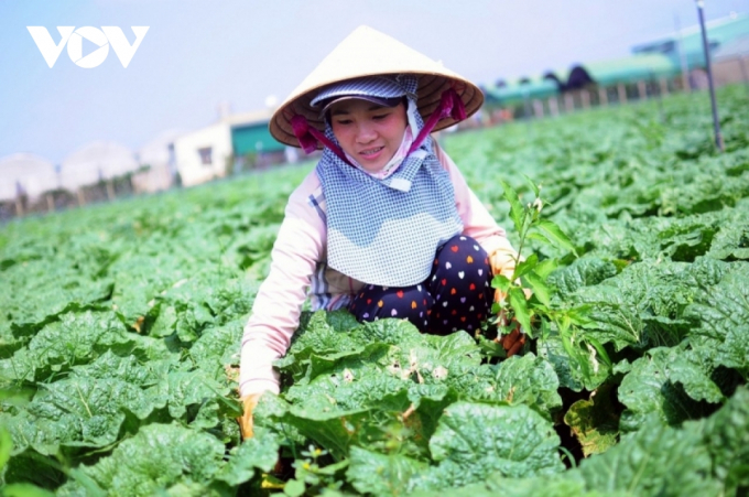 Nhờ liên kết sản xuất, các sản phẩm nông sản rau, củ, quả của Lâm Đồng tăng giá trị từ 20-25%.