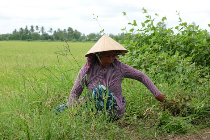 Mẹ Chính đi cắt cỏ thuê để kiếm tiền tiếp tục chữa trị cho con DUY TÂN