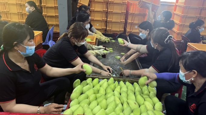 Công ty TNHH Chế biến nông sản Cát Tường (TP. Mỹ Tho) thu mua trái xoài tại các tỉnh vùng ĐBSCL để chế biến xuất khẩu.