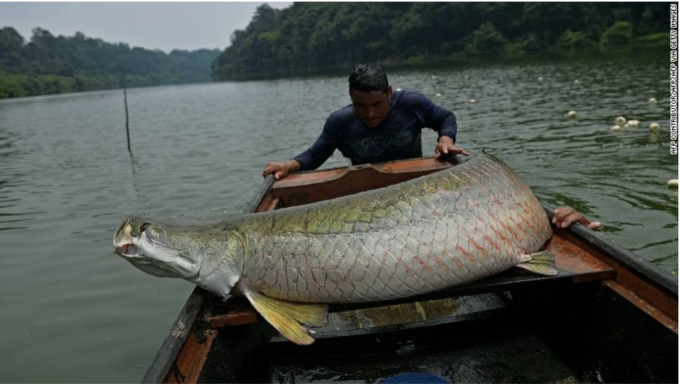 Cá hải tượng có tên khoa học là Arapaima gigas phân bố chủ yếu tại Nam Mỹ, lưu vực sông Amazon. AFP