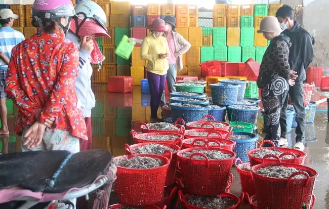 Thương lái đón mua cá cơm tại cảng Phan Thiết