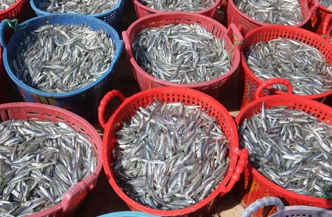 Cá cơm sọc trắng loại to được thương lái chuộng mua để sấy khô, xuất khẩu