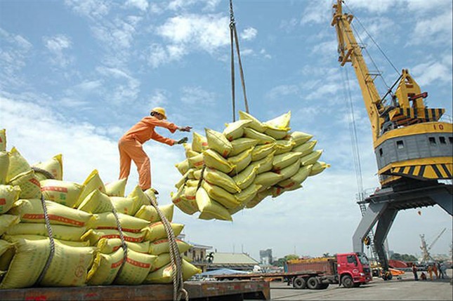 Gạo Việt Nam xuất sang thị trường EU phải lấy tên các nhà nhập khẩu nước ngoài