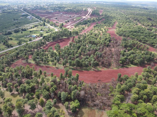 Hàng ngàn cây thông có dấu hiệu chết khô tại dự án sân golf .
