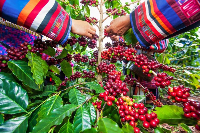 Giá cà phê tăng mạnh tới 1.500 đồng/kg, tại nhiều địa phương gần chạm mốc 51.000 đồng/kg.