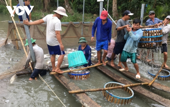 Thu hoạch cá tra tại ao nuôi 5 ha của ông Nguyễn Hoàng Thảo (xã Hòa Hưng, huyện Cái Bè, Tiền Giang).