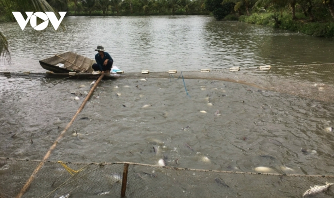 Mô hình nuôi cá tra thương phẩm tại tỉnh Tiền Giang.