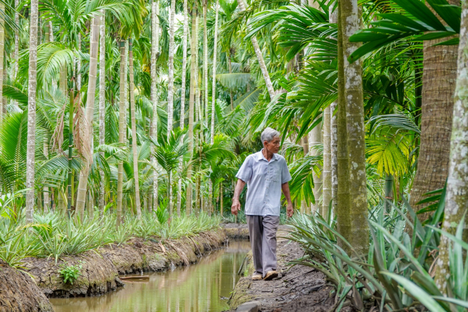 Với 2 ha đất trồng kết hợp cau, khóm, dừa, ông Thái thu nhập gần 2 tỉ đồng mỗi năm DUY TÂN