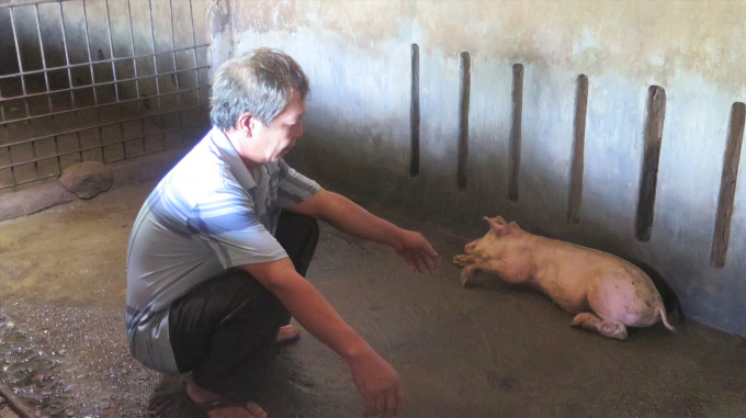 Ông Vương rầu rĩ khi chứng kiến cảnh hàng loạt con lợn nhà mình bị chết sau khi tiêm vaccine phòng dịch tả lợn Châu Phi.