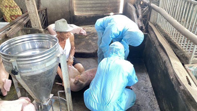 Cán bộ Chi cục Thú y vùng IV lấy mẫu máu lợn bệnh sau khi tiêm vaccine phòng dịch tả lợn Châu Phi của một hộ dân tại thôn Định Thành, xã Hòa Định Động, huyện Phú Hòa.