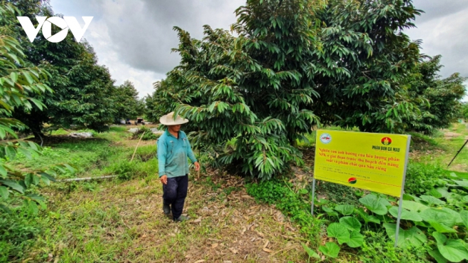 Anh Trần Đăng Khoa, chủ vườn hơn 3,5ha sầu riêng ở xã Tân Lập, huyện Tân Thạnh, tỉnh Long An.