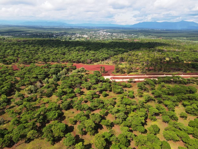 Gia Lai bán 59.243 cây thông (hơn 300.000 đồng/cây) cho Tập đoàn FLC