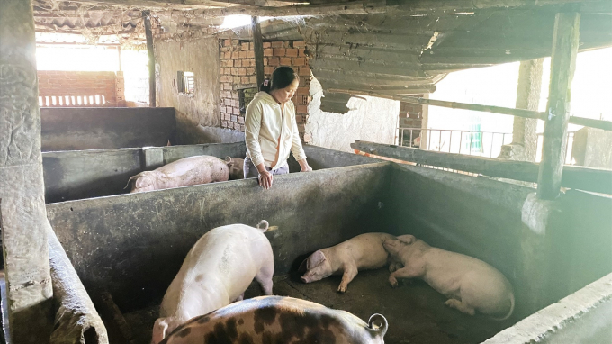 Sau khi tiêm vaccine dịch tả lợn Châu Phi, nhiều lợn của nông dân 