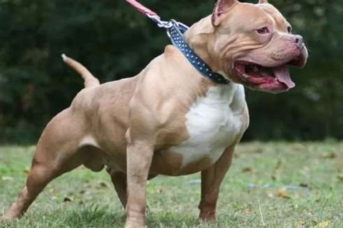 Chó pitbull được cho là dòng chó rất hiếu chiến, nguy hiểm - Ảnh minh họa