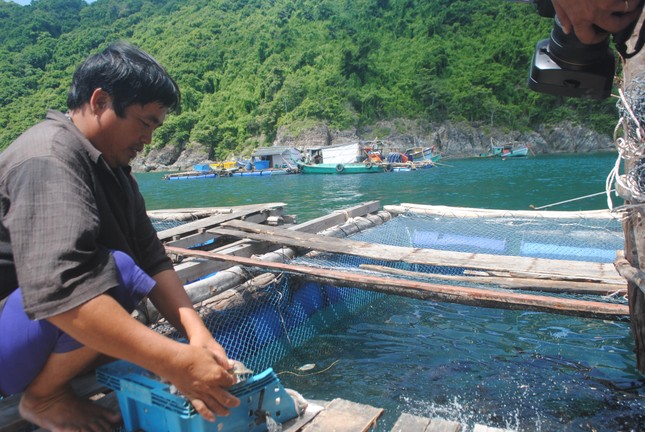 Chủ tịch tỉnh Cà Mau chỉ đạo xác định nguyên nhân cá bớp nuôi lồng bè chết tại đảo Hòn Chuối.