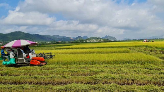 Nông dân thị xã Ba Đồn, Quảng Bình thu hoạch lúa trên cánh đồng liên kết sản xuất với doanh nghiệp. Ảnh: MINH PHONG