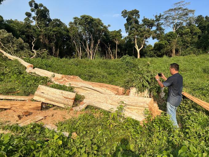 Nhiều cây gỗ bằng lăng có đường kính từ 120 - 140cm vừa bị lâm tặc bỏ lại khi thấy phóng viên.