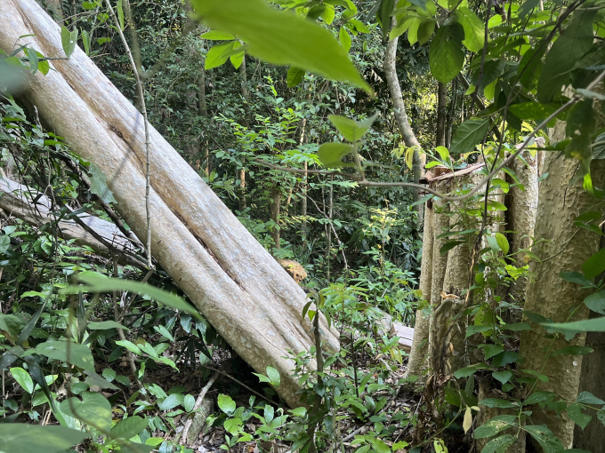 Nhiều cây gỗ lớn chỉ còn lại mỗi gốc trơ trọi.