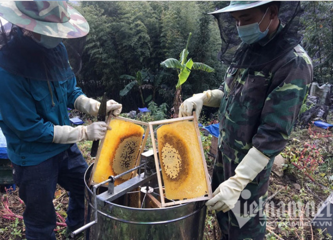 Mật ong Việt sẽ khó cạnh tranh với mật ong của các nước khác tại thị trường Mỹ (ảnh: Tâm An)