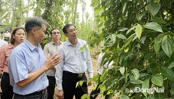 Chủ tịch Hội Nông dân xã Lâm San Trương Đình Bá giới thiệu với lãnh đạo tỉnh vườn tiêu hữu cơ của gia đình. Ảnh: B.Nguyên