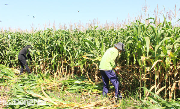 Phụ phẩm cây bắp có thể tận dụng làm nguyên liệu đầu vào cho ngành chăn nuôi, phân bón hữu cơ. Trong ảnh: Thu hoạch bắp tại xã Lang Minh, H.Xuân Lộc. Ảnh: B.Mai