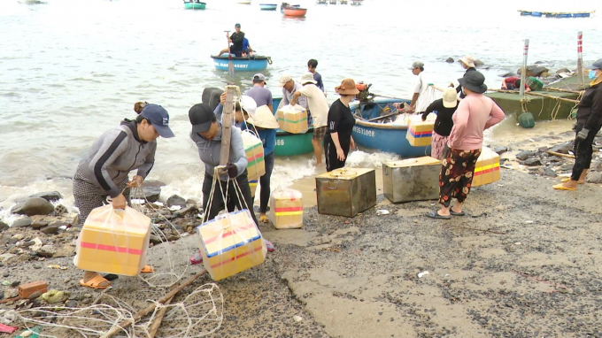 Người dân Phú Yên cấp tập đưa tôm hùm giống vào bờ chạy bão Noru. Ảnh: Hoài Luân