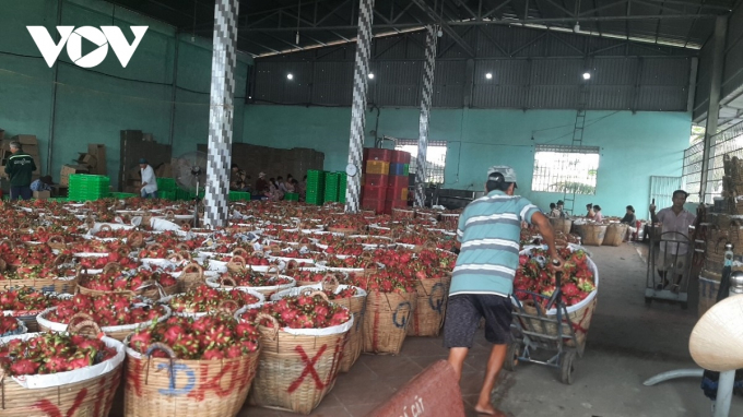 Trái thanh long đang dội hàng, đầu ra khó khăn