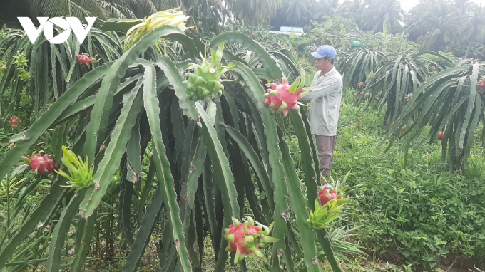 Nhà vườn huyện Chợ Gạo, tỉnh Tiền Giang thu hoạch trái thanh long