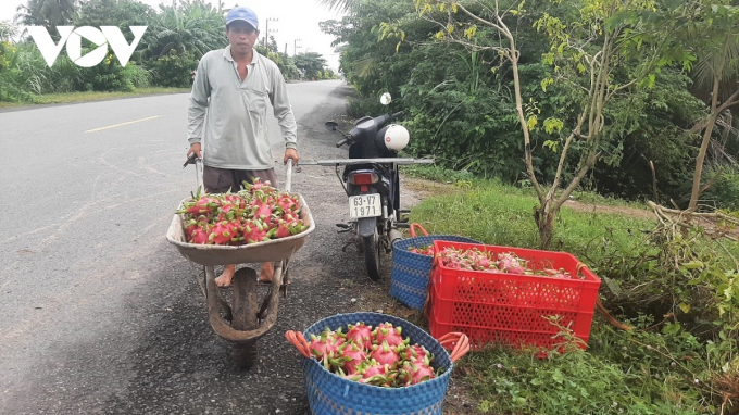 Giá thanh long sụt giảm còn bị thương lái ép giá