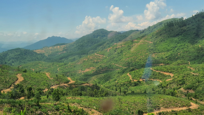 Rừng trồng ở Phong Xuân. Ảnh minh họa