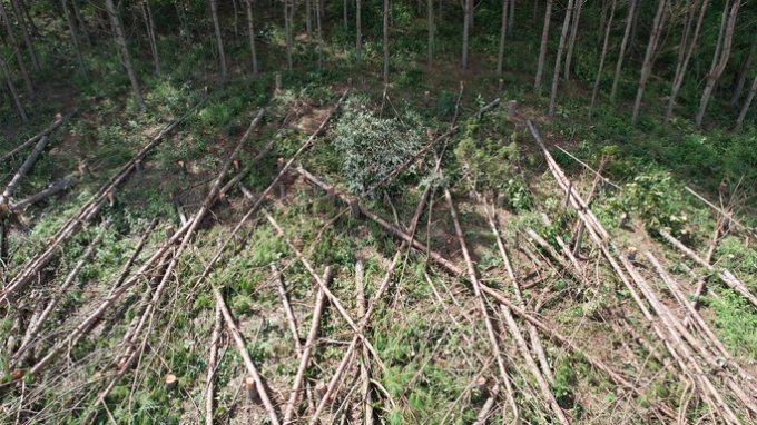 Rừng thông ngã xuống