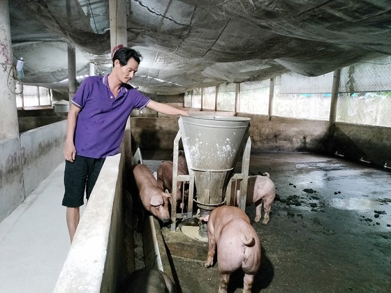 Người chăn nuôi heo ở xã Sông Trầu, huyện Trảng Bom, tỉnh Đồng Nai không mặn mà tái đàn