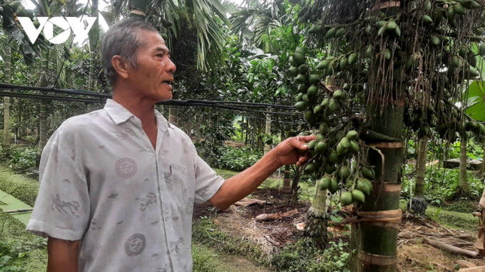 Giá trái cau giảm sâu do thị trường Trung Quốc tiêu thụ chậm.