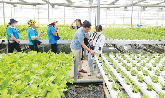 Anh Lâm Ngọc Tuấn, Giám đốc HTX nông nghiệp Tuấn Ngọc, giới thiệu quy trình chăm sóc vườn rau