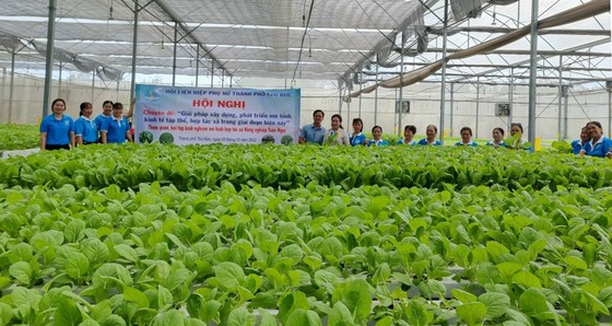 Hội Liên hiệp Phụ nữ TPHCM tham quan, học hỏi mô hình trồng rau tại HTX Tuấn Ngọc