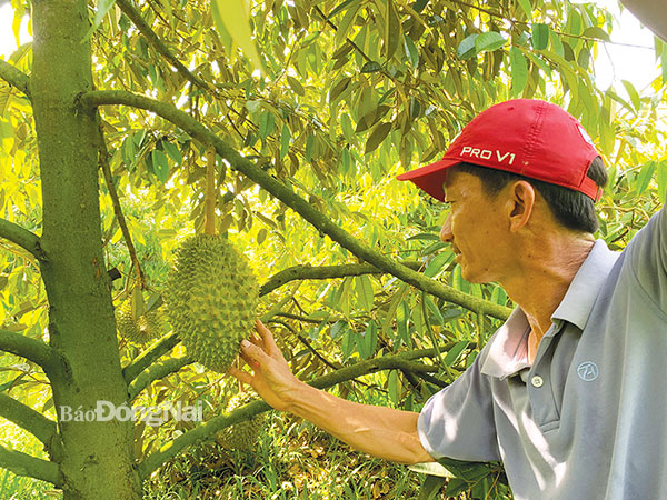 Ông Trần Anh Tùng, nông dân sản xuất giỏi tại xã Bình Sơn (H.Long Thành). Ảnh: B.Nguyên