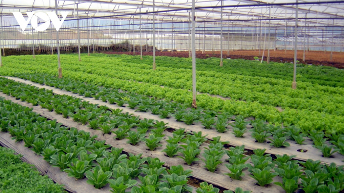 Lâm Đồng đã có trên 10.700ha diện tích gieo trồng rau củ quả chứng nhận VietGAP.